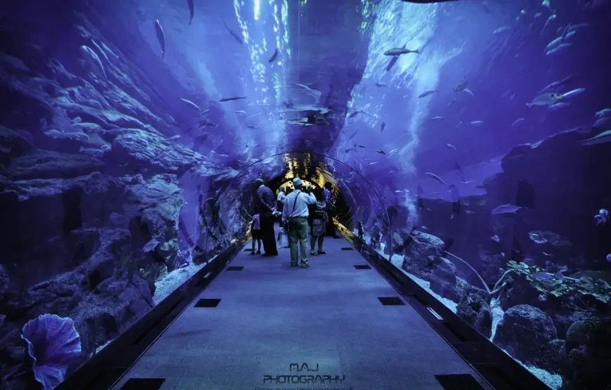 Dubai Aquarium and Underwater Zoo