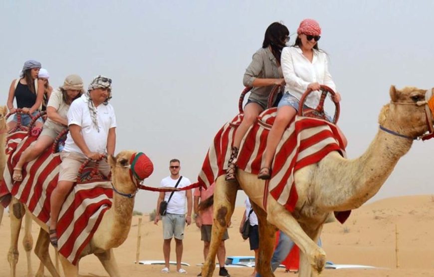 Guided Trip To Camel Farm