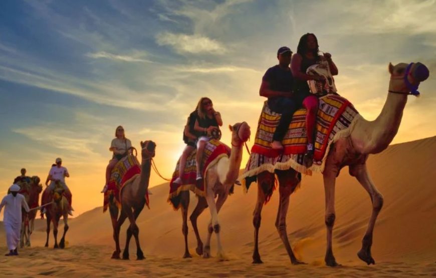 Guided Trip To Camel Farm