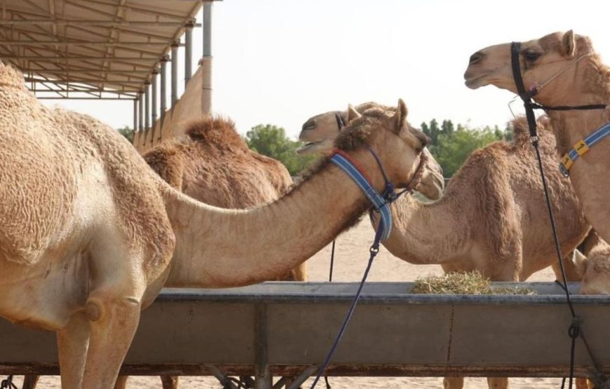 Guided Trip To Camel Farm