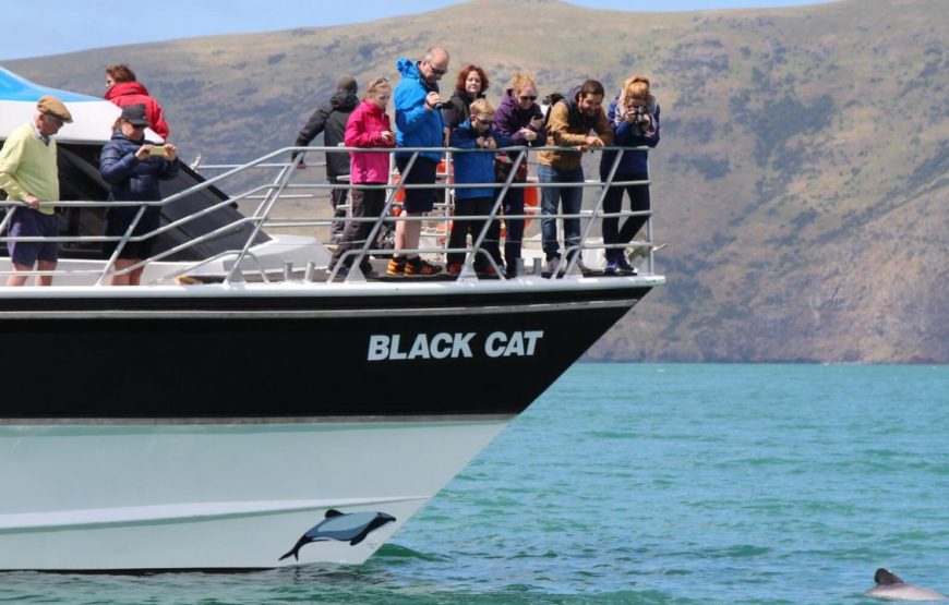 Black Boat Tours