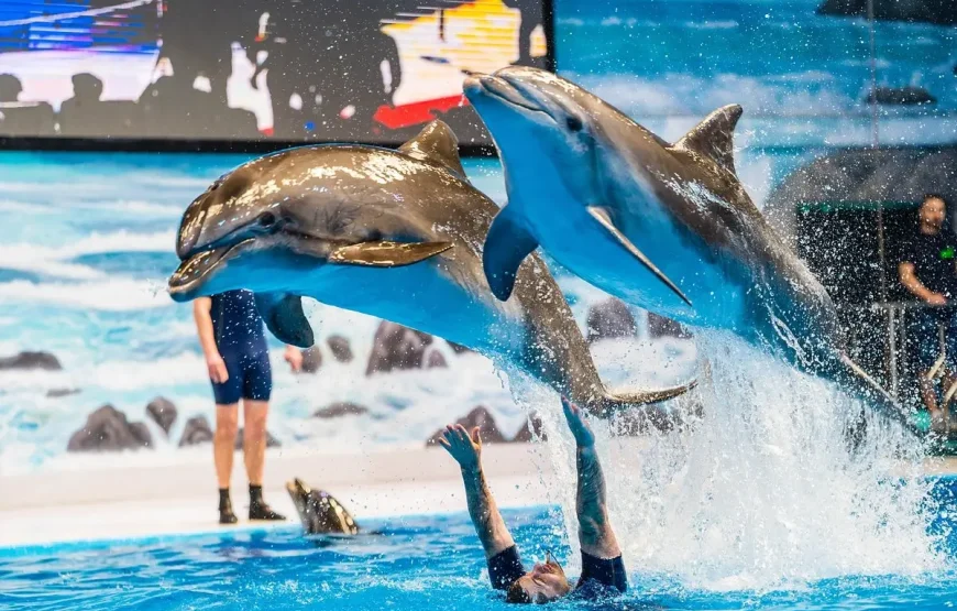 Dubai Dolphinarium