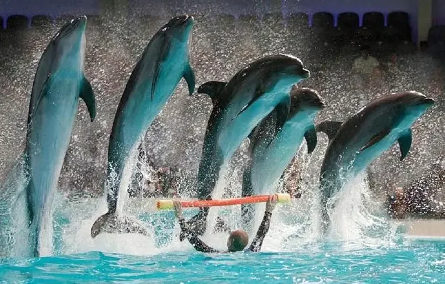 Dubai Dolphinarium