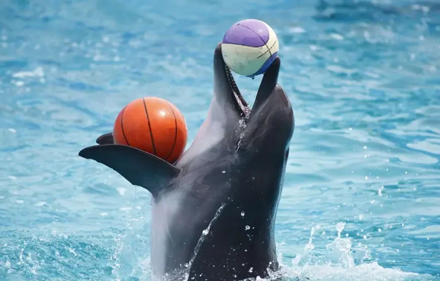 Dubai Dolphinarium